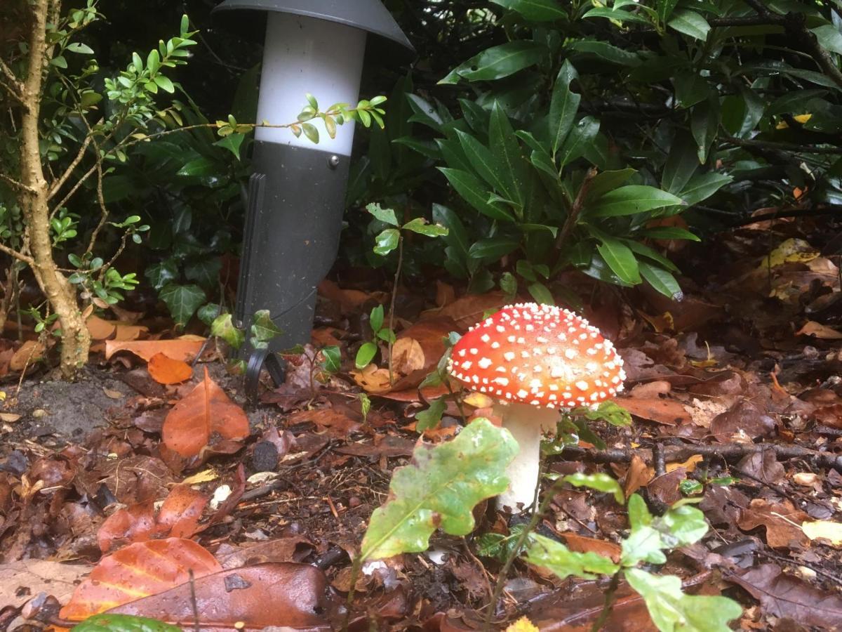 Cedar Cottage Veluwe エルメロ エクステリア 写真